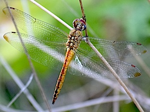 Wandering Glider - male - Sympetrum corruptum